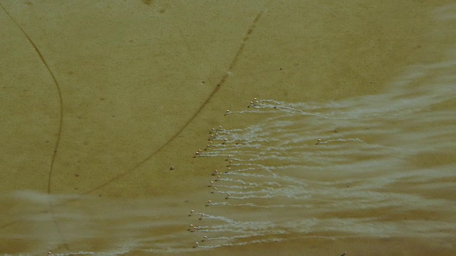 空中的火烈鸟在水中觅食视频素材