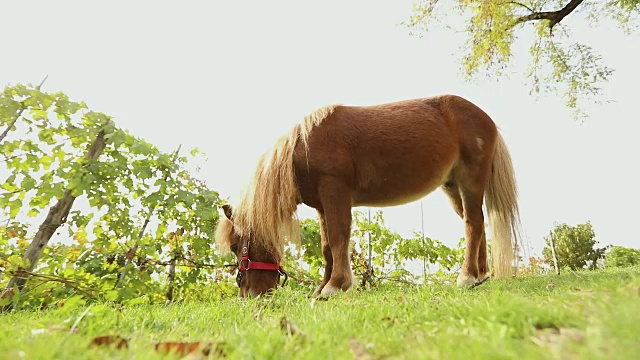 棕色的小马在草地上吃草，棕色的小马吃草视频下载