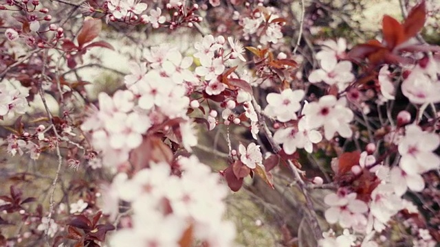复古的日本樱桃或樱花粉花的慢镜头视频下载