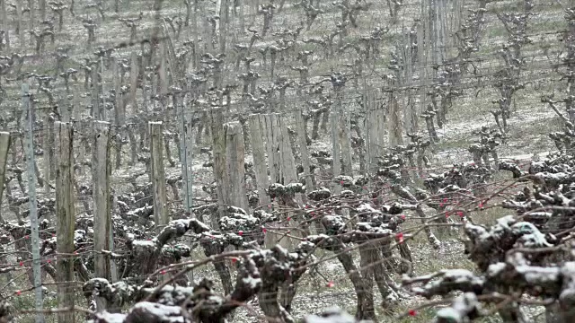 白雪覆盖的葡萄园波尔多葡萄园，兰戈兰，法国视频素材