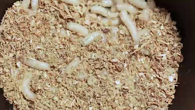 锯屑中的肉蝇幼虫，特写视频素材