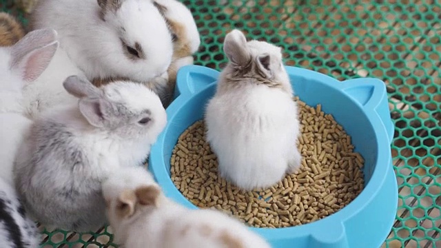许多可爱的小兔子在吃碗里的食物。视频下载
