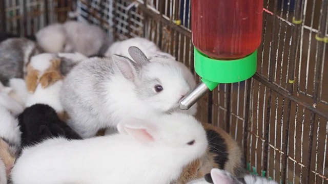 小兔子在笼子里喝水视频下载