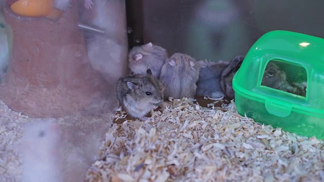在水晶笼子里吃食物的仓鼠视频下载