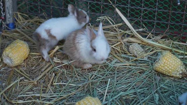 小兔子在绿草里吃玉米，视频下载