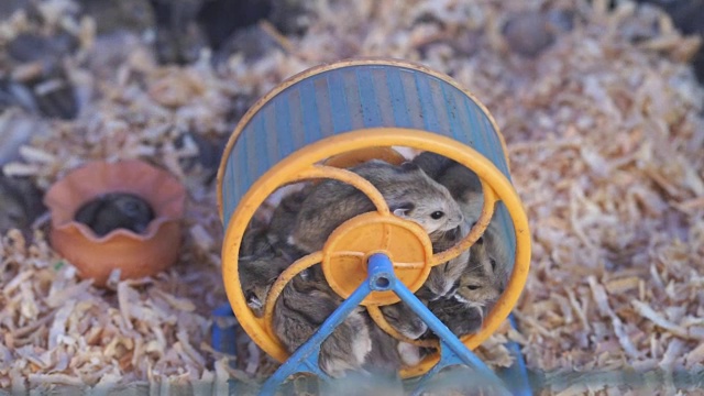 靠近小棕色仓鼠跑在小灰和黄色的轮子视频素材