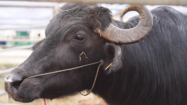 水牛和白化水牛在泰国视频下载