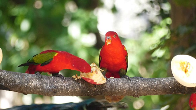 泰国的红色鹦鹉正在吃水果视频下载