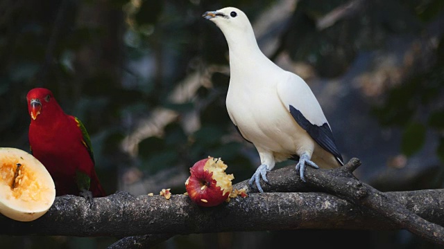 可爱的红白相间的鹦鹉鸟吃着木瓜水果食物，视频下载