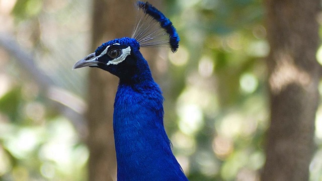 精彩的孔雀与他的明亮的羽毛，脖子和火车的特写。野生印度孔雀的形象与他的羽毛和展开尾巴的奇妙颜色。视频下载