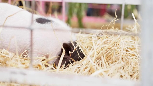 农场干草堆里的侏儒猪视频下载