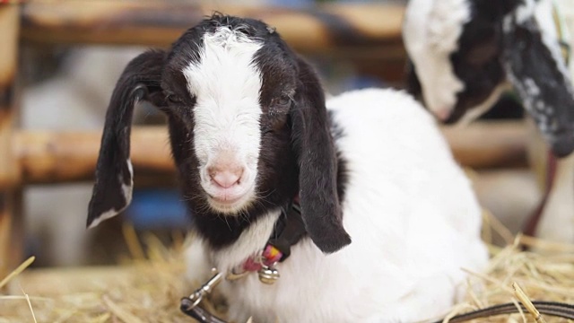 小羊羔在温暖的谷仓里新鲜的稻草上休息视频下载
