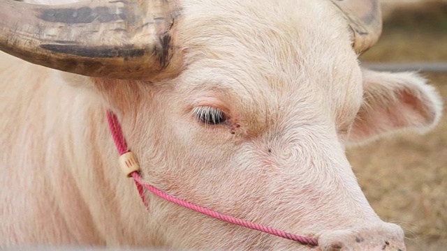 泰国的白水牛和白化病水牛，粉红水牛则在农场休息。视频下载