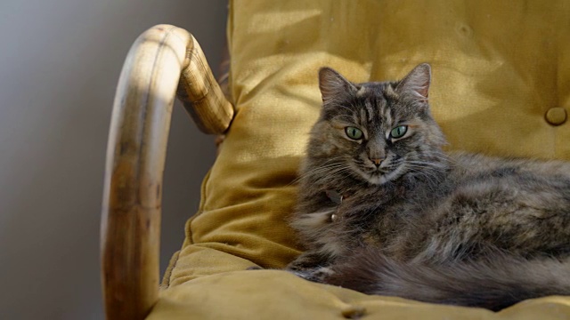 猫放松在扶手椅4k视频下载