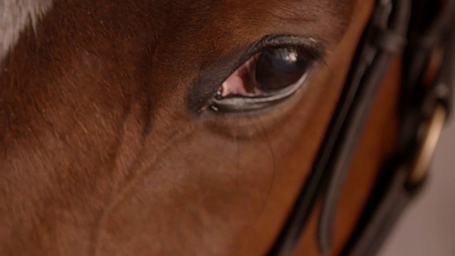 特写慢动作剪辑的眼睛的一匹赛马视频素材