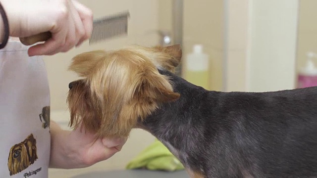 美容师给一只小约克郡犬做发型视频素材