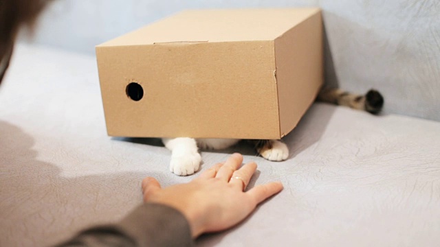 盒子里的一只顽皮的小猫视频下载