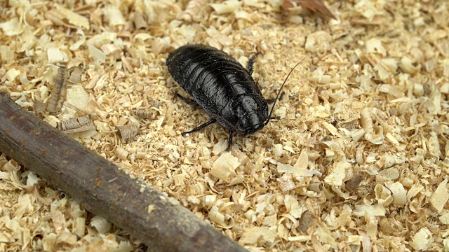 马达加斯加蟑螂在锯末中爬行视频素材