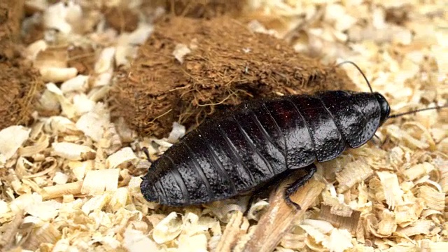 马达加斯加蟑螂在锯末中爬行。近距离视频下载