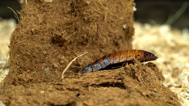 马达加斯加蟑螂在锯末中爬行。关闭了。黑色背景视频素材