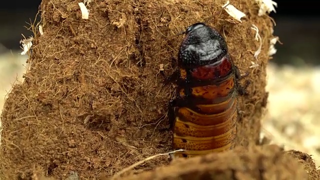 马达加斯加蟑螂在锯末中爬行。近距离视频素材