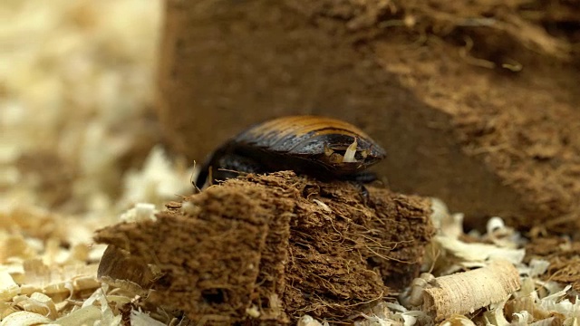 马达加斯加蟑螂在锯末中爬行。近距离视频下载