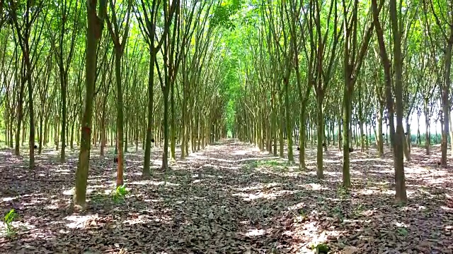 泰国隧道橡胶种植园视频下载