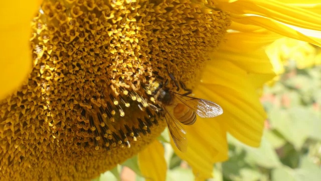 蜜蜂试图在向日葵头上找到最好的花粉的细节视频下载