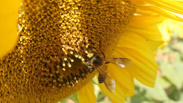 向日葵上蜜蜂的特写视频下载