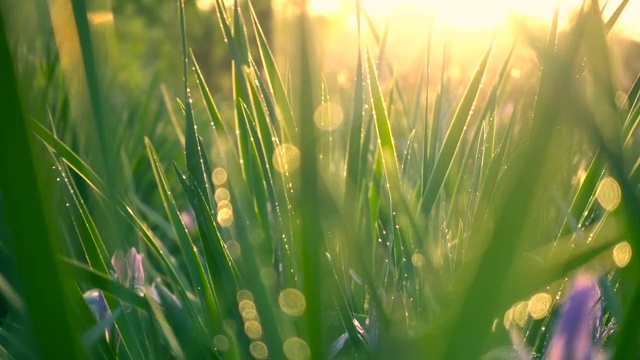 陽光下的綠草視頻素材