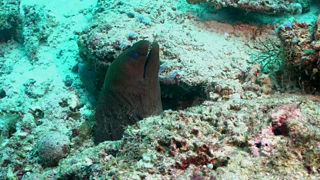 巨大的海鳗(Gymnothorax javanicus)从印度尼西亚拉贾安帕的珊瑚礁中出现视频素材