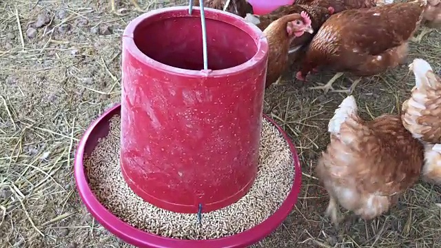 养鸡场以安全出售视频素材