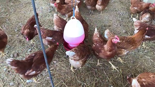养鸡场以安全出售视频素材