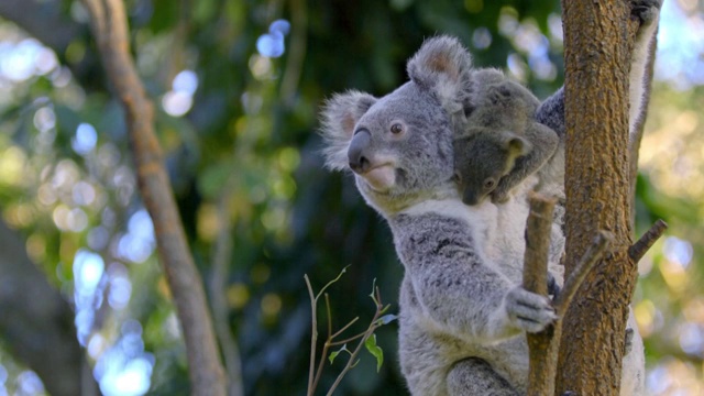 在澳大利亞東部的樹上，小考拉掛在媽媽身上視頻素材