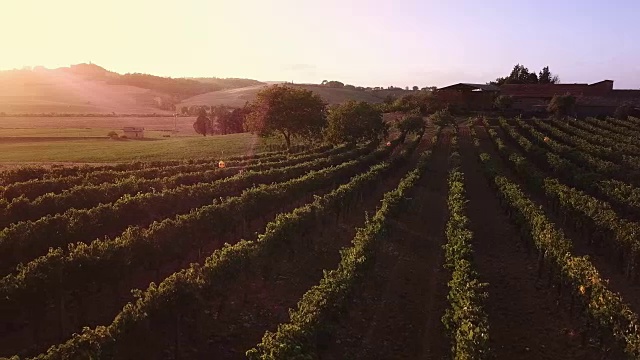 无人机视频-飞越意大利葡萄园视频素材