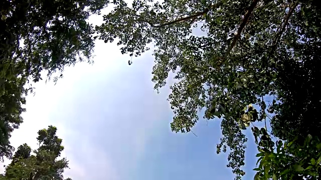 阳光在摇曳的树枝上剪影视频下载