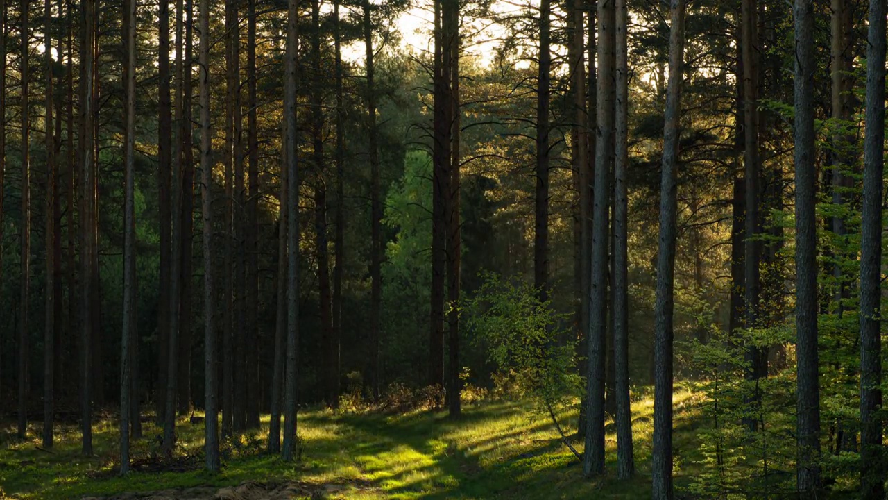 松樹間的陽光視頻素材