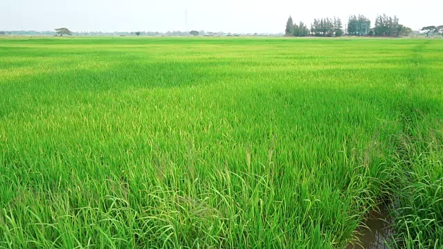 绿色的稻田和蓝天背景的景观视频下载