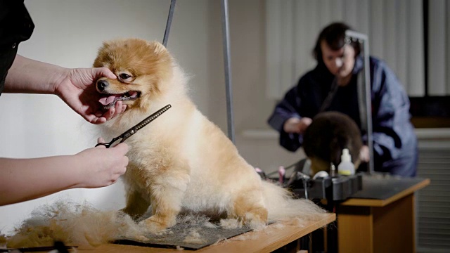 狗狗美容师的工作流程。小可爱的宠物等待新发型在工作室与专业设备视频下载