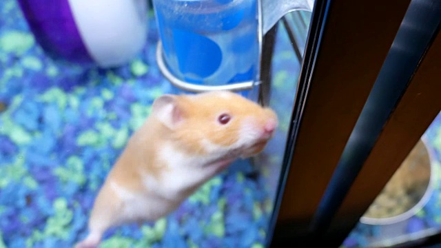 在宠物商店里，滑稽的仓鼠在笼子里爬的模糊动作视频素材