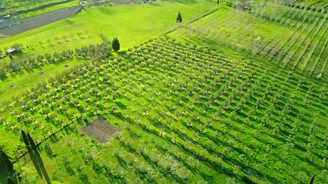 意大利乡村葡萄园视频素材