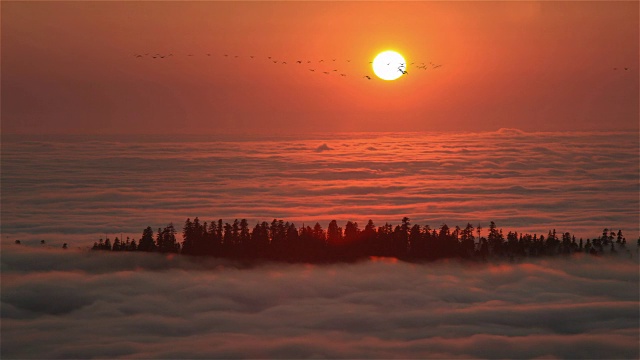 加州红木国家公园，太阳落在雾海和鹅视频素材