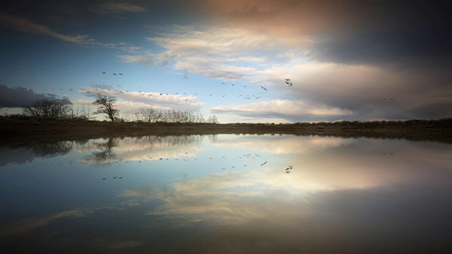 池塘倒影天空和鹅迁徙视频下载