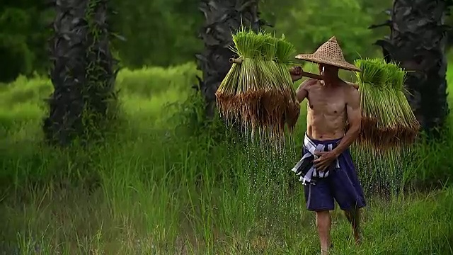 农民在雨季种植水稻。他被水和泥浸透，准备播种。视频下载