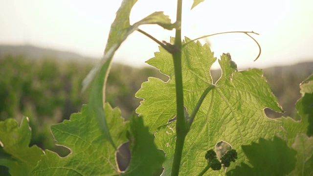 慢镜头里，夕阳穿过葡萄幼苗视频下载