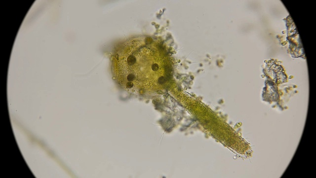 显微镜下最简单的绿色棒状藻类视频素材