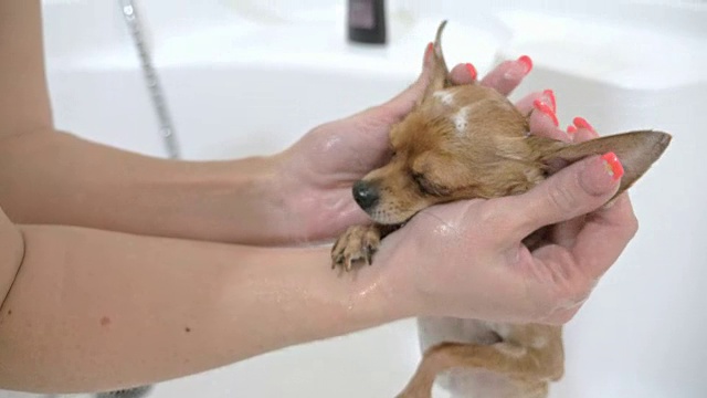 那只小猎犬是在浴缸里洗的。体积又大又白。狗在街上走后经常被清洗。使用独家洗发水。洗两只狗，先剪短毛，再剪长毛。视频下载