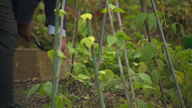 在英国，一名男子用剪枝夹修剪生长在架子上的豆茎。视频素材