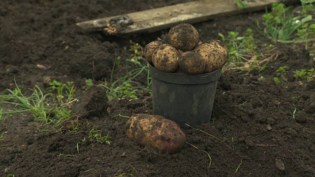 特写镜头显示新鲜收获的土豆覆盖在土壤中的一个黑桶，英国。视频素材