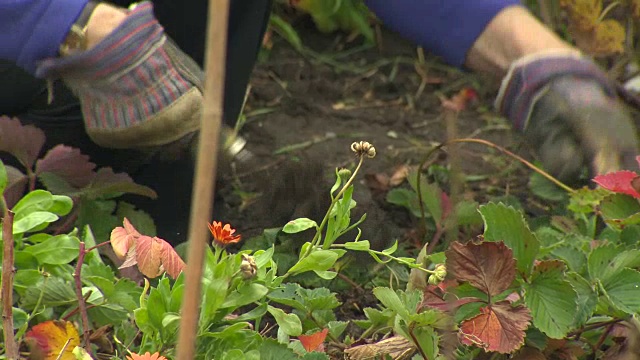 一个女人在一个城市的土地上拔草的特写，英国。视频素材